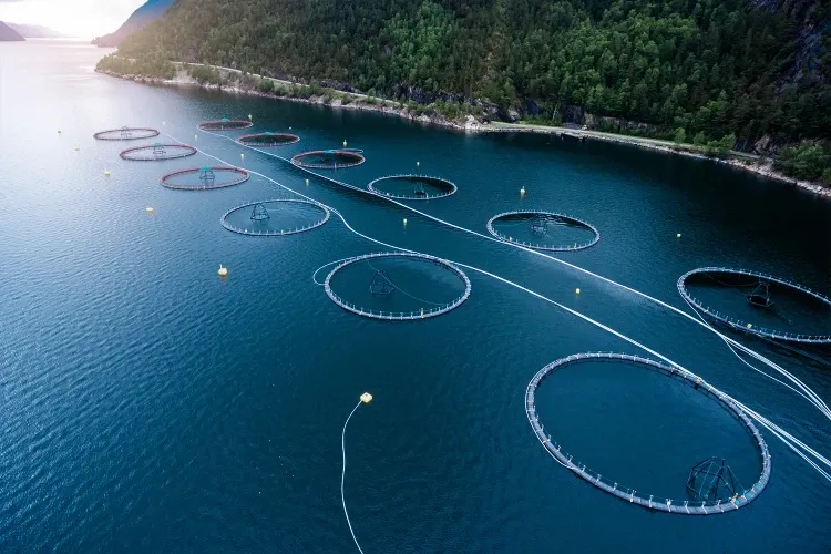 Nanobubble Technology in Aquaculture